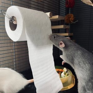 Wc papirko - držalo